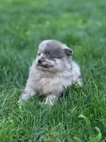 Rocky, a male Pomeranian for sale in Vancouver, WA – 4 of 4