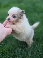 Viky, a female Pomeranian for sale in Vancouver, WA – 5 of 5