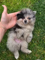 Champ, a male Pomeranian for sale in Vancouver, WA – 4 of 4