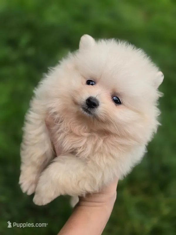 ROSE 🌹 International style Pomeranian – Pomeranian puppy for sale in Vancouver, WA