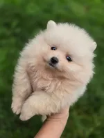 ROSE 🌹 International style Pomeranian, a female Pomeranian for sale in Vancouver, WA – 1 of 6