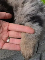 Luxin, a male Pomeranian for sale in Vancouver, WA – 3 of 4