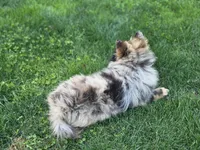 Bentley, a male Pomeranian for sale in Vancouver, WA – 2 of 6