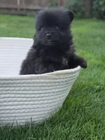 Violet, a female Pomeranian for sale in Vancouver, WA – 2 of 6