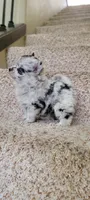Sky 🎀 - Silver blue Merle, a female Pomeranian for sale in Vancouver, WA – Photo 6 of 8