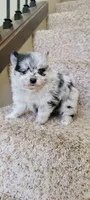 Sky 🎀 - Silver blue Merle, a female Pomeranian for sale in Vancouver, WA – Photo 4 of 8