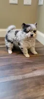 Sky 🎀 - Silver blue Merle, a female Pomeranian for sale in Vancouver, WA – Photo 5 of 8
