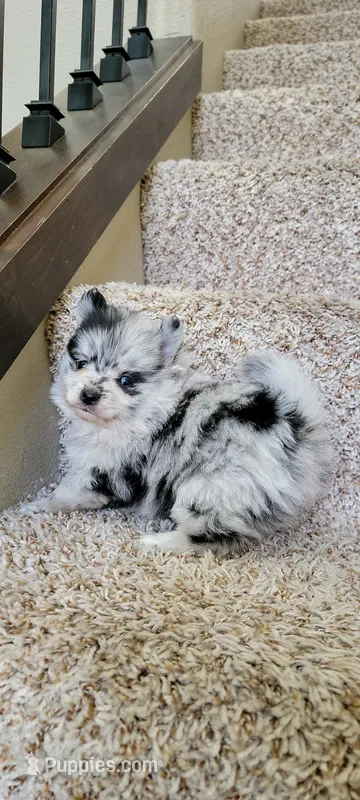 Sky 🎀 - Silver blue Merle