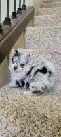 Sky 🎀 - Silver blue Merle, a female Pomeranian for sale in Vancouver, WA – Photo 1 of 8