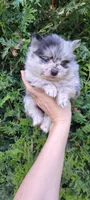 Sky 🎀 - Silver blue Merle, a female Pomeranian for sale in Vancouver, WA – Photo 3 of 8