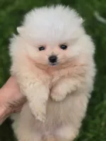 Bear - International style Pomeranian, a male Pomeranian for sale in Vancouver, WA – 2 of 10