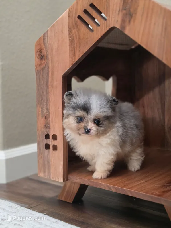 Teaddy – Pomeranian puppy for sale in Vancouver, WA