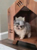 Teaddy, a male Pomeranian for sale in Vancouver, WA – 1 of 6