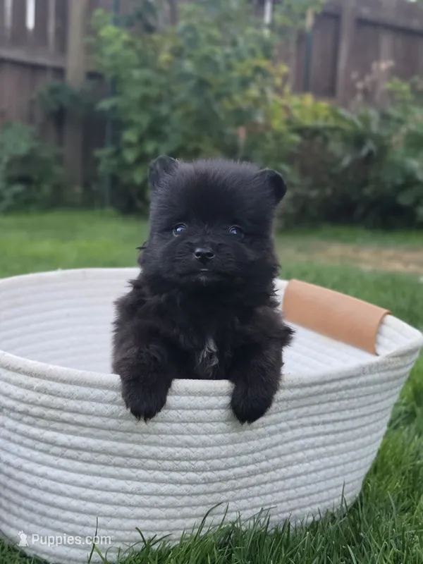 Violet – Pomeranian puppy for sale in Vancouver, WA