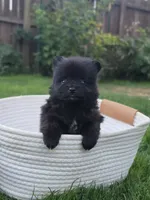 Violet, a female Pomeranian for sale in Vancouver, WA – 1 of 6