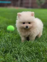 ROSE 🌹 International style Pomeranian, a female Pomeranian for sale in Vancouver, WA – 5 of 6