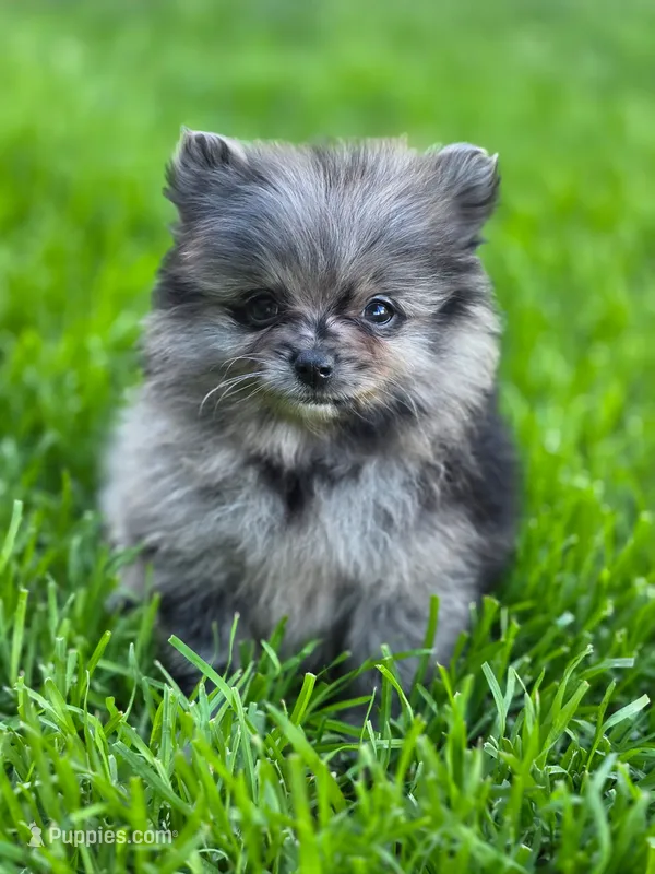Violet – Pomeranian puppy for sale in Vancouver, WA