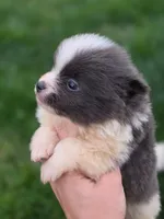 Milo, a male Pomeranian for sale in Vancouver, WA – 3 of 7