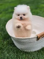 Bear - International style Pomeranian, a male Pomeranian for sale in Vancouver, WA – 6 of 10