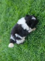 Luna, a female Pomeranian for sale in Vancouver, WA – 4 of 4