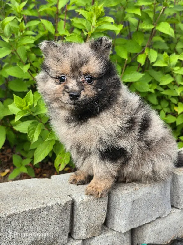 Luxin – Pomeranian puppy for sale in Vancouver, WA