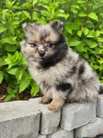 Luxin, a male Pomeranian for sale in Vancouver, WA – 1 of 4