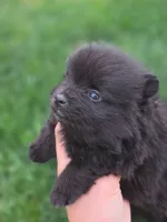 Violet, a female Pomeranian for sale in Vancouver, WA – 4 of 6
