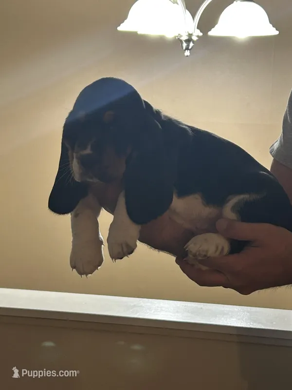 Boy 2 – Basset Hound puppy for sale in Macon, MO