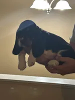 Boy 2, a male Basset Hound for sale in Macon, MO – Photo 1 of 2