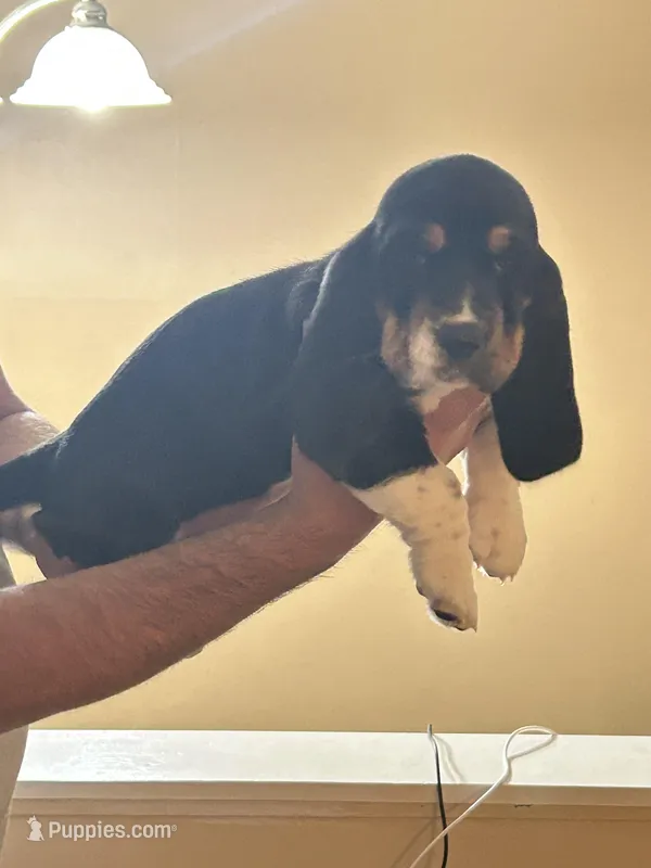Girl 1 – Basset Hound puppy on hold in Macon, MO