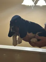 Girl 1, a female Basset Hound for sale in Macon, MO – Photo 2 of 2