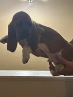 Boy 3, a male Basset Hound for sale in Macon, MO – Photo 1 of 2