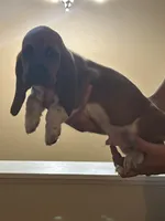 Boy 3, a male Basset Hound for sale in Macon, MO – Photo 2 of 2