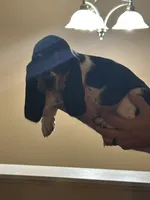 Girl 2, a female Basset Hound for sale in Macon, MO – Photo 1 of 4