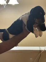 Girl 2, a female Basset Hound for sale in Macon, MO – Photo 2 of 4