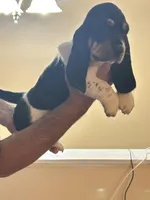 Girl 2, a female Basset Hound for sale in Macon, MO – Photo 4 of 4