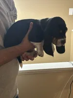 Boy 5 , a male Basset Hound for sale in Macon, MO – Photo 2 of 2