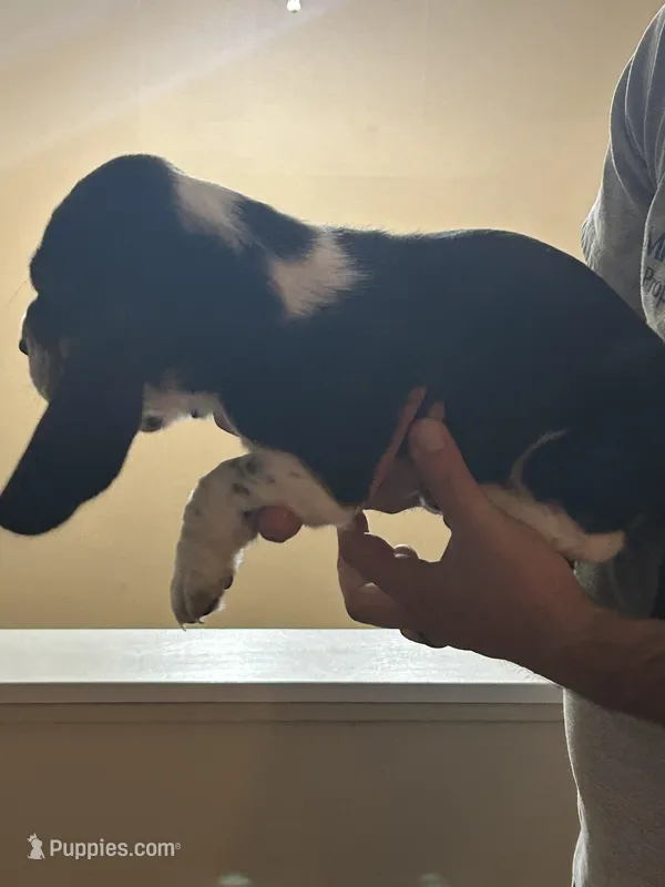 Boy 5  – Basset Hound puppy for sale in Macon, MO