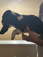 Boy 5 , a male Basset Hound for sale in Macon, MO – Photo 1 of 2