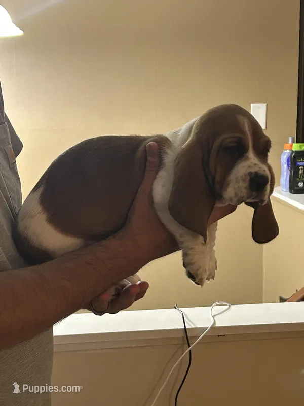 Boy 4  – Basset Hound puppy for sale in Macon, MO