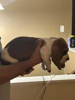 Boy 4 , a male Basset Hound for sale in Macon, MO – Photo 2 of 2