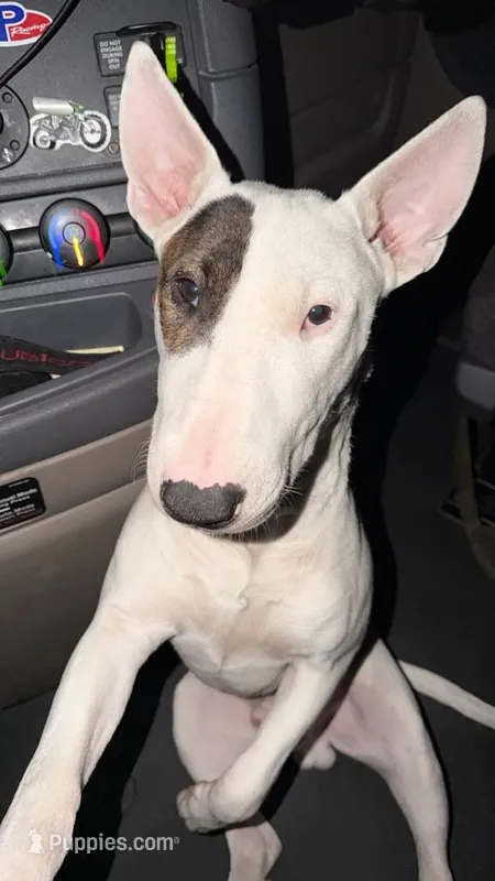 Bruno – Bull Terrier puppy for sale in Perth Amboy, NJ