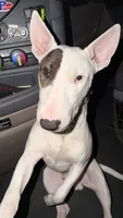 Bruno, a male Bull Terrier for sale in Perth Amboy, NJ – 1 of 4