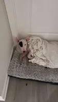 Bruno, a male Bull Terrier for sale in Perth Amboy, NJ – 2 of 4