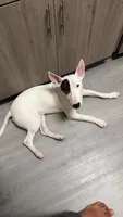 Bruno, a male Bull Terrier for sale in Perth Amboy, NJ – 3 of 4
