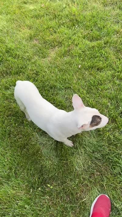 Bruno, a male Bull Terrier for sale in Perth Amboy, NJ – 4 of 4