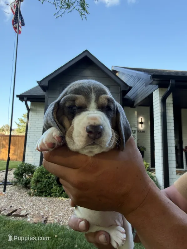 Isabella- purple – Basset Hound puppy for sale in Park City, KS