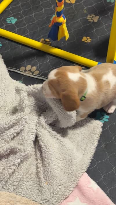 Fernando- Green, a male Basset Hound for sale in Park City, KS – 8 of 8