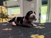 Sofia- light pink , a female Basset Hound for sale in Park City, KS – 7 of 8