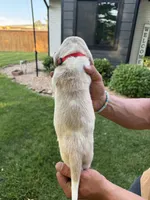 Mario- red collar, a male Basset Hound for sale in Park City, KS – 6 of 9